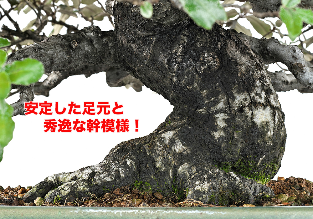 寒ぐみ　[斜幹木]　中品盆栽 寒ぐみ [斜幹木] 中品盆栽 寒グミ/盆栽、多肉植物、塊根植物、観葉