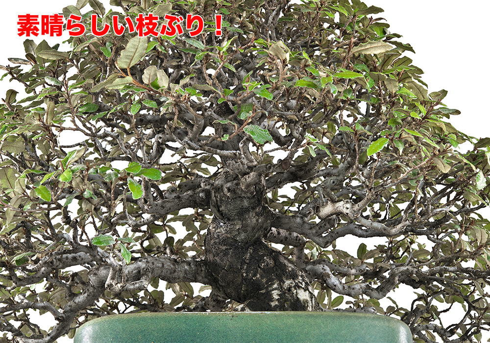 寒ぐみ | 盆栽、盆栽書籍、盆栽鉢の通販│近代出版