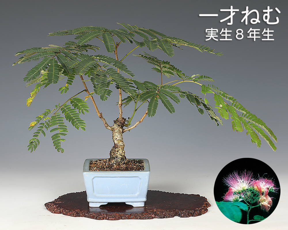 特別価格**「紅葉は、過去を美しく手放し、未来への扉を静かに開く力」大品盆栽 特別価格**「紅葉は、過去を美しく手放し、未来への扉を静かに開く力