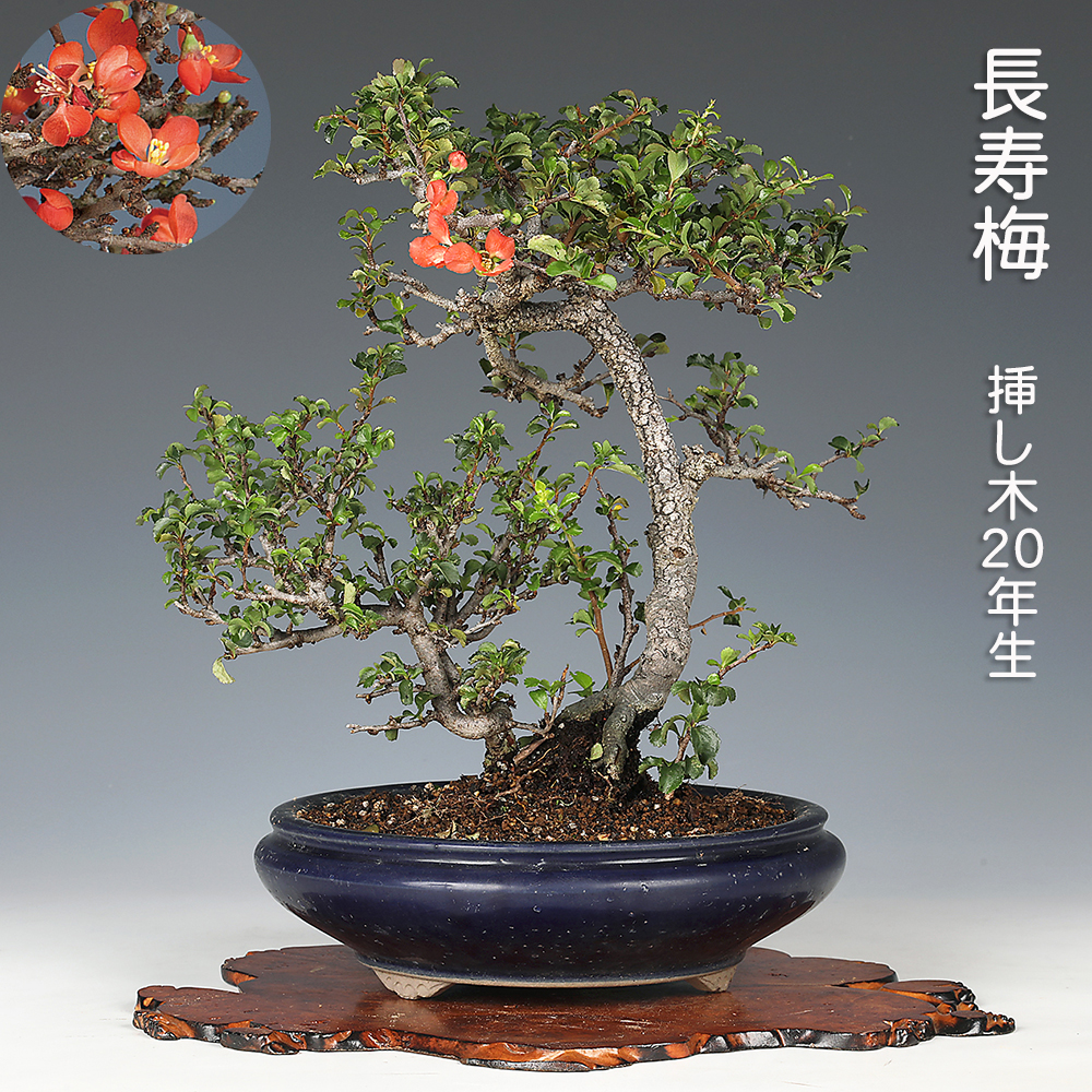 お買い得盆栽 | 盆栽、盆栽書籍、盆栽鉢の通販│近代出版