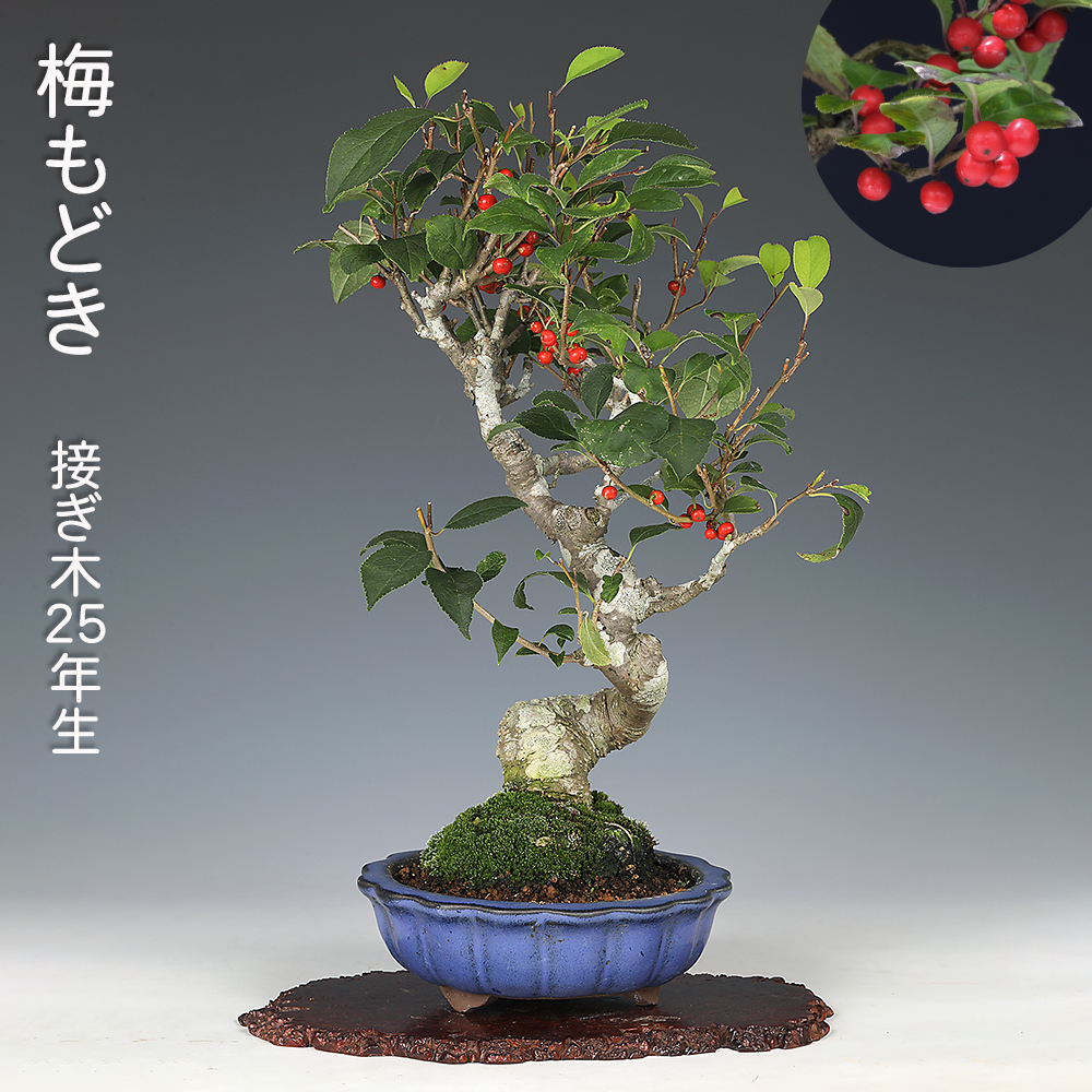 黒松2本セット | 盆栽、盆栽書籍、盆栽鉢の通販│近代出版