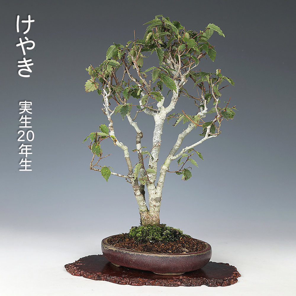 明日迄限定お値引き❗️盆栽　山採り　五葉松　斜幹　文人　大品サイズ 明日迄限定お値引き❗️盆栽 山採り 五葉松 斜幹 文人 大品サイズ 山