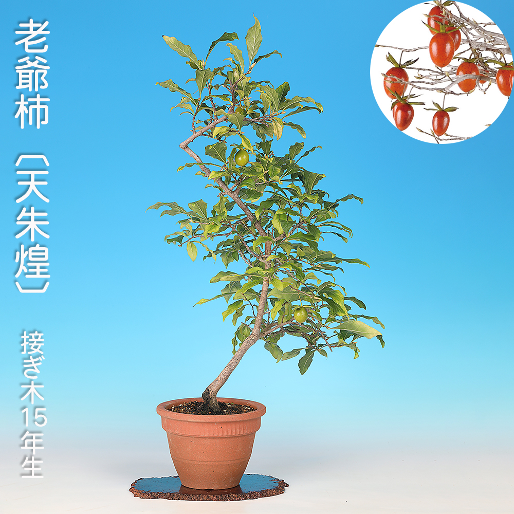 お買い得盆栽 | 盆栽、盆栽書籍、盆栽鉢の通販│近代出版