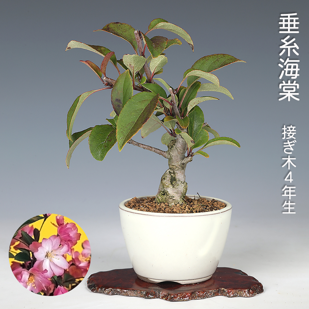 お買い得盆栽 | 盆栽、盆栽書籍、盆栽鉢の通販│近代出版