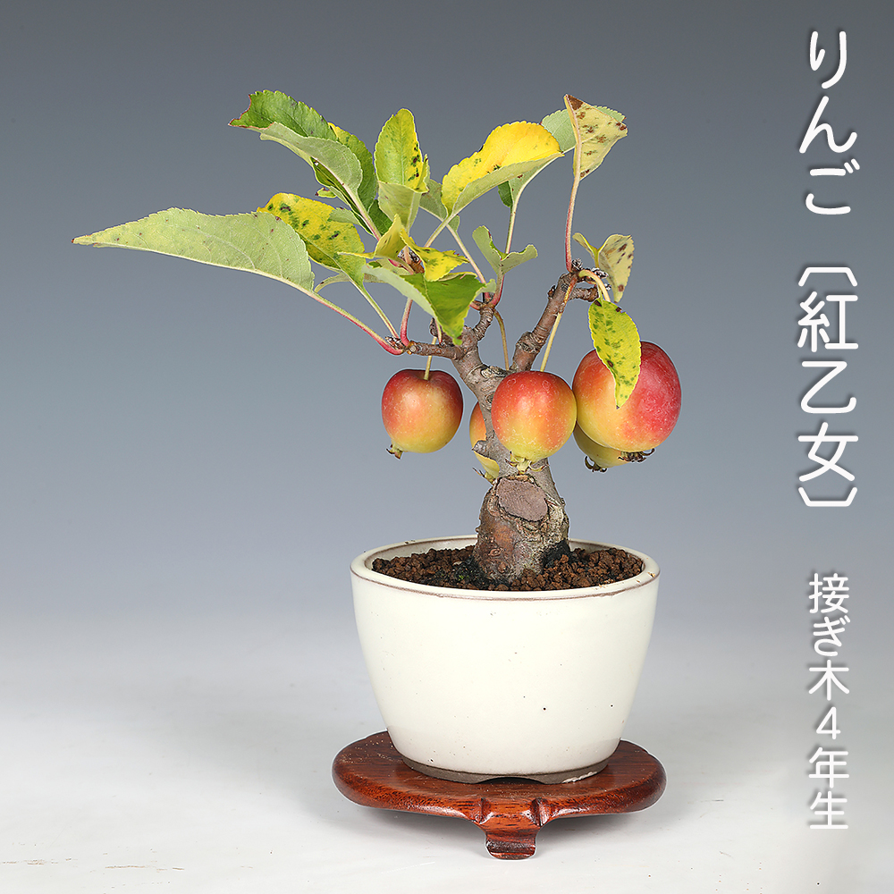 お買い得盆栽 | 盆栽、盆栽書籍、盆栽鉢の通販│近代出版