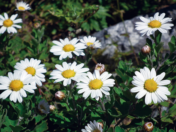 リュウノウギク