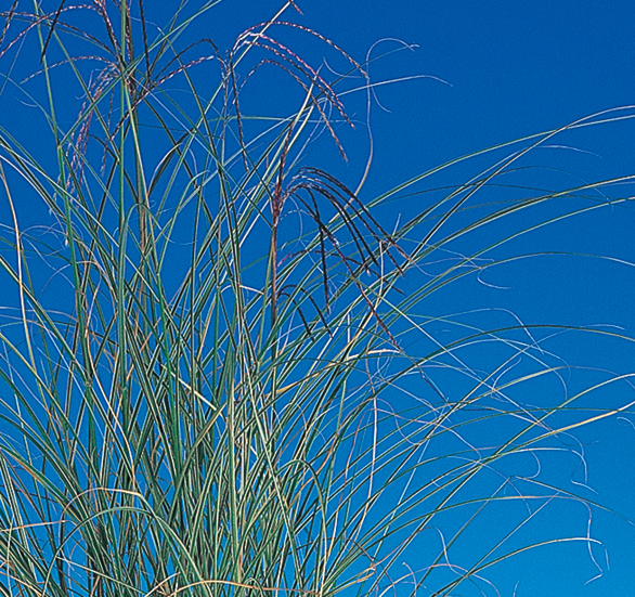 斑入イトススキ