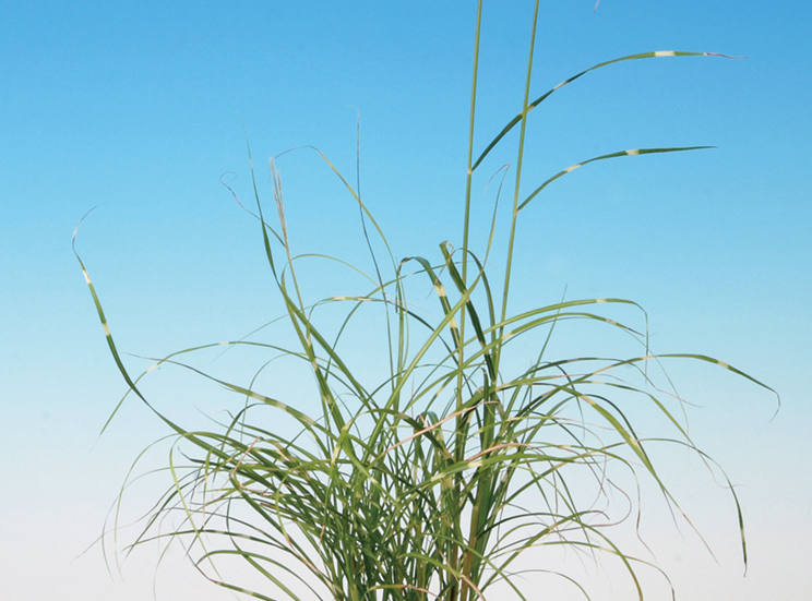 ヒメヤハズススキ