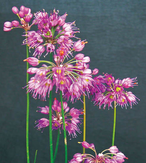 ヤマラッキョウ