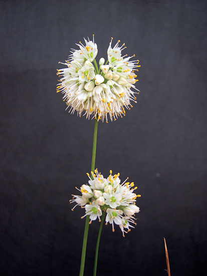 白花ヤマラッキョウ