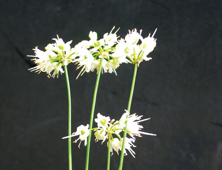 白花キイイトラッキョウ