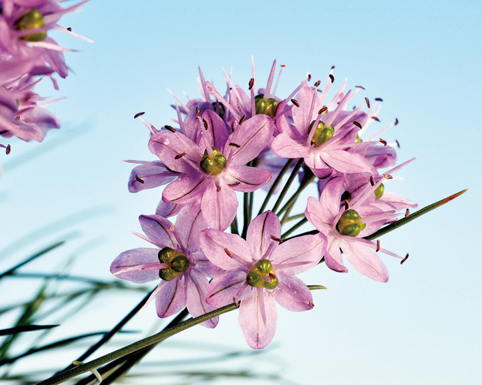 イトラッキョウ