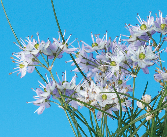 コシキイトラッキョウ