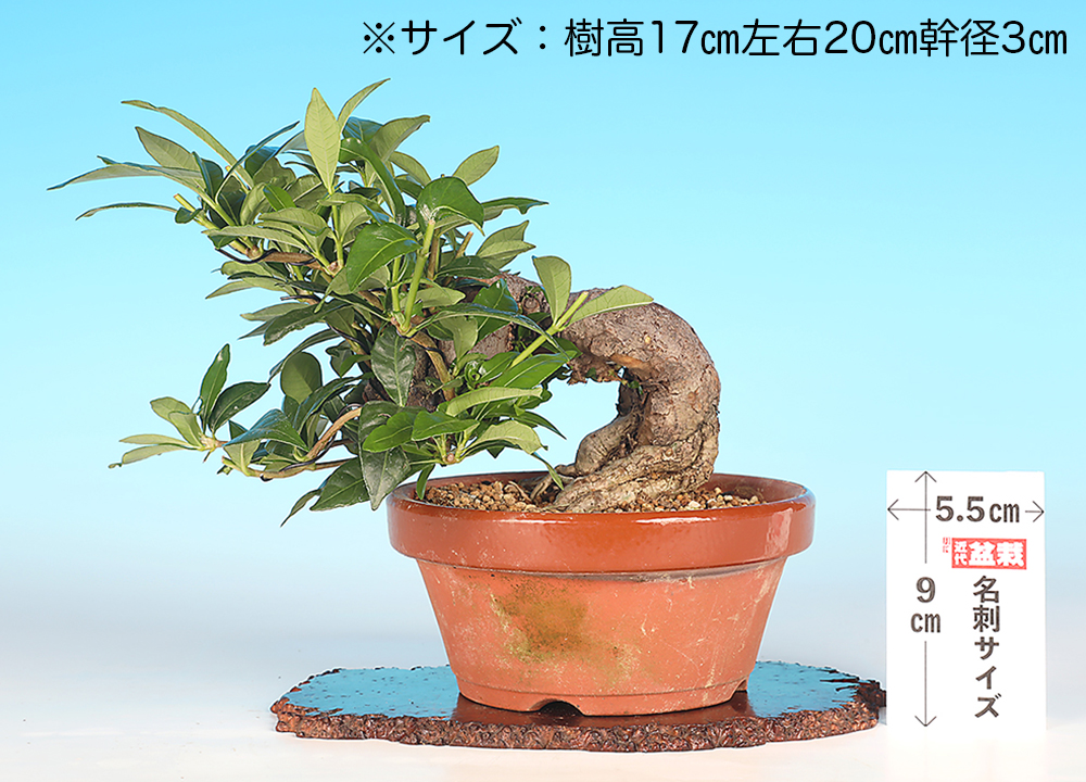 くちなしC | 盆栽、盆栽書籍、盆栽鉢の通販│近代出版