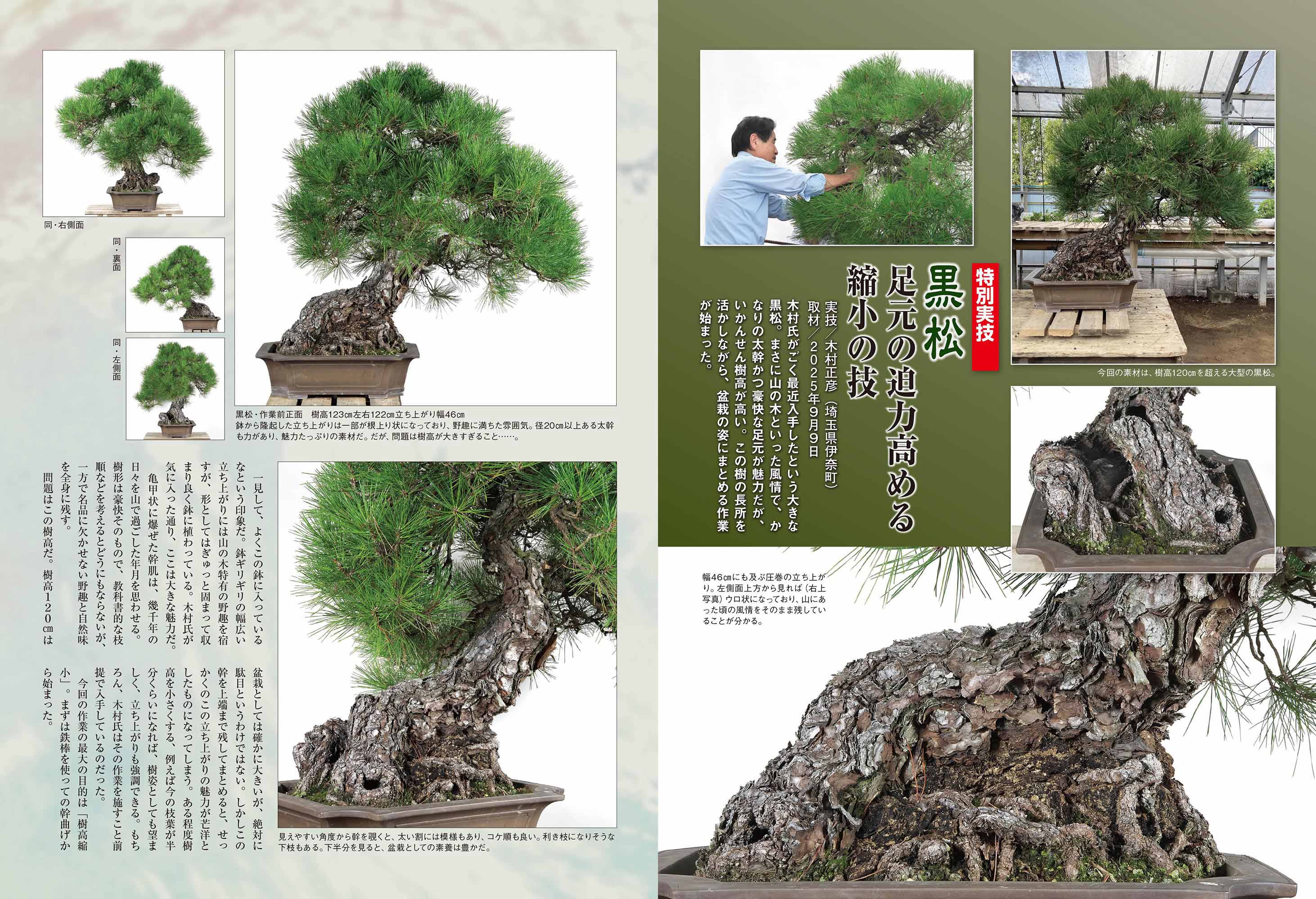 月刊「近代盆栽」2025年12月号 | 盆栽、盆栽書籍、盆栽鉢の通販