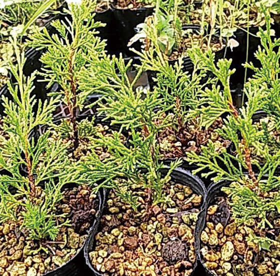 糸魚川シンパク（小）