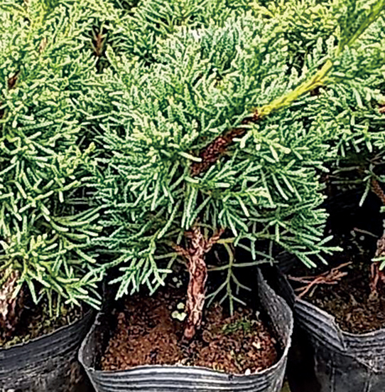 糸魚川シンパク（大）