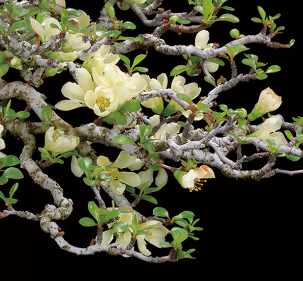 白花チョウジュバイ