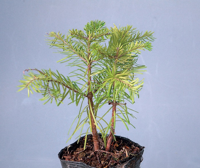 トドマツ　7.5cmﾎﾟｯﾄ