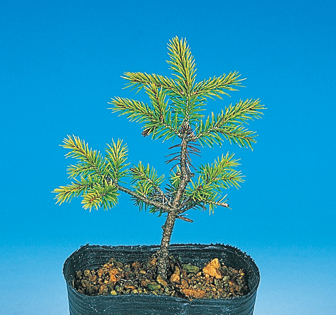 赤エゾマツ　7.5cmﾎﾟｯﾄ