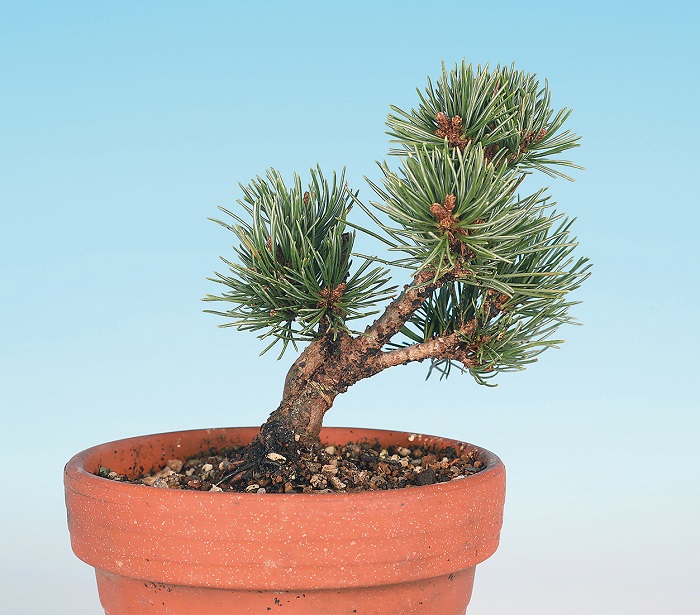 八房五葉松(福娘) 楽天市場】（株）一樹園 福娘五葉松 小品盆栽／樹齢8年 : 一樹園