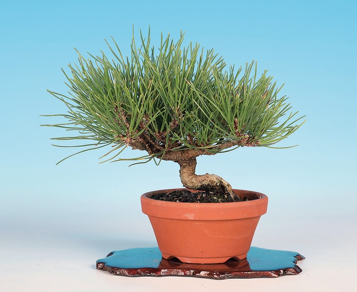 遊行庵】 黒松 ○盆栽 四国黒松盆栽 (樹高44cm) 中品盆栽 和鉢