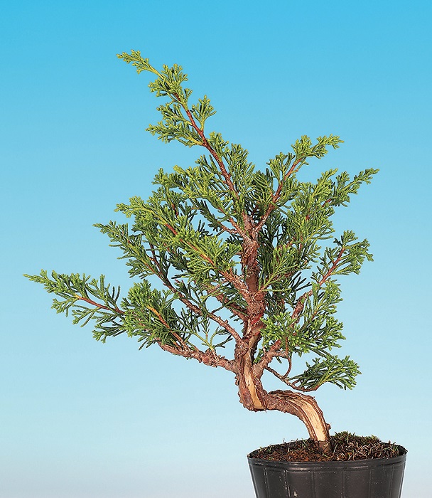 盆栽 五葉松 葵 植物 盆栽鉢 盆栽 | 盆栽、盆栽書籍、盆栽鉢の通販│ 盆栽 五葉松 葵 植物 盆栽鉢 盆栽 | 盆栽、盆栽書籍、盆栽鉢の通販│