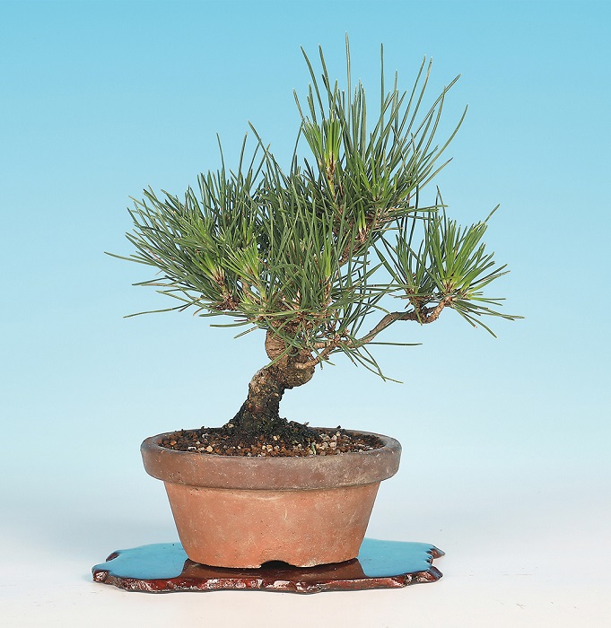 三河盆栽 ヤバイ 盆栽