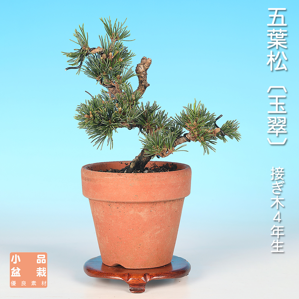 五葉松〔玉翠〕