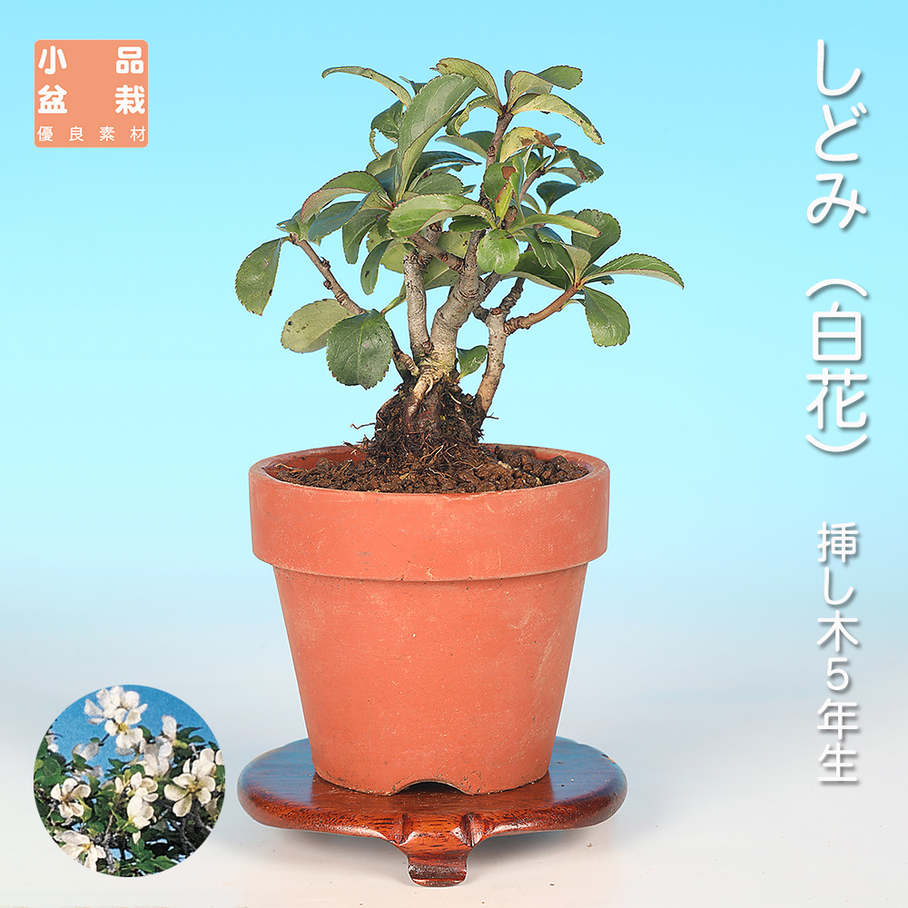 しどみ（白花）