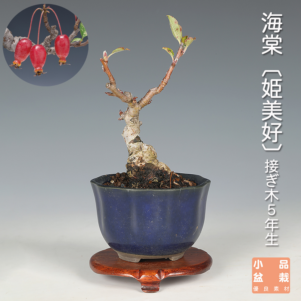 海棠〔姫美好〕