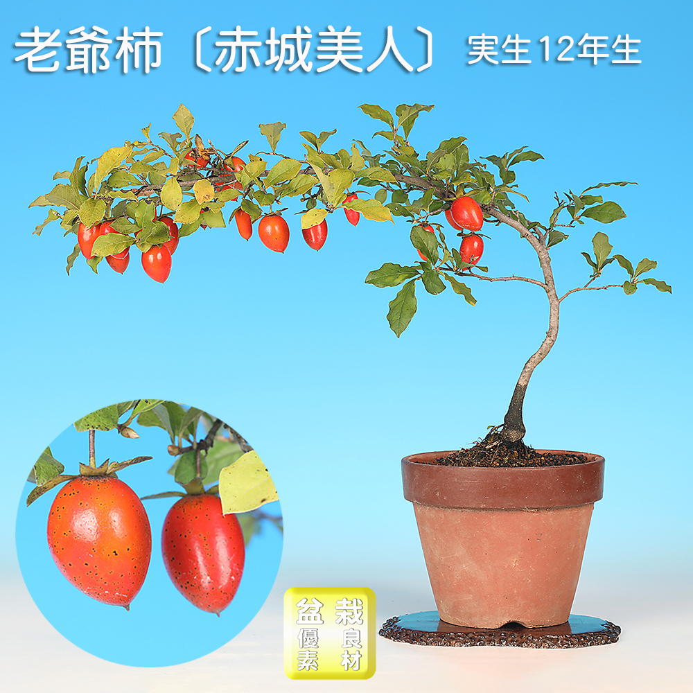 老爺柿〔赤城美人〕