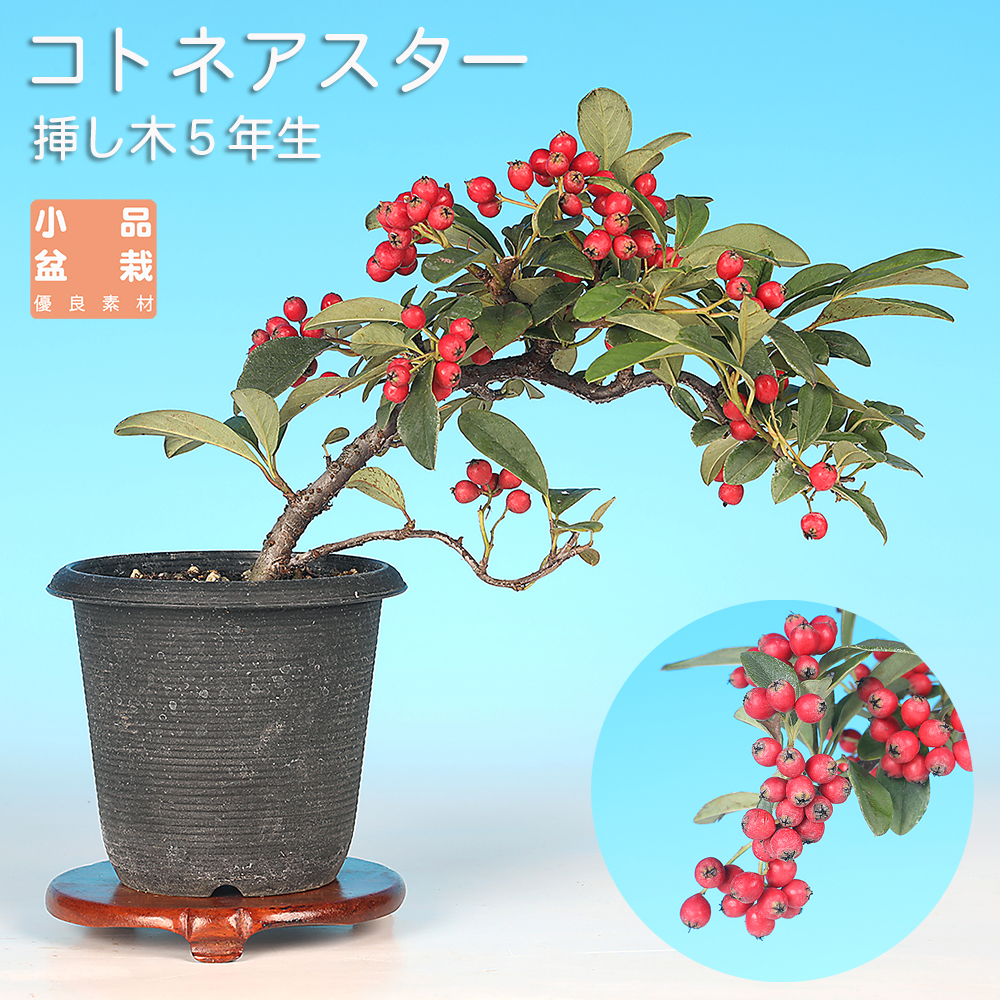 コトネアスター