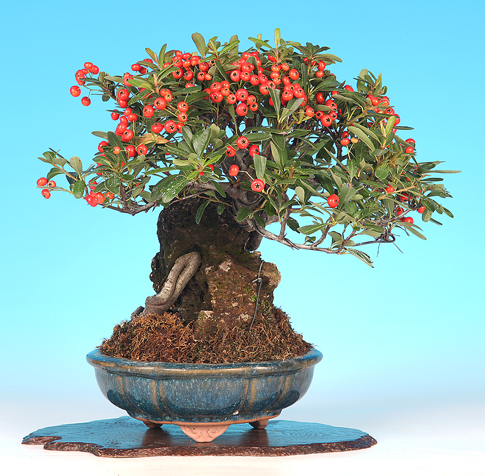 ピラカンサ（石付）