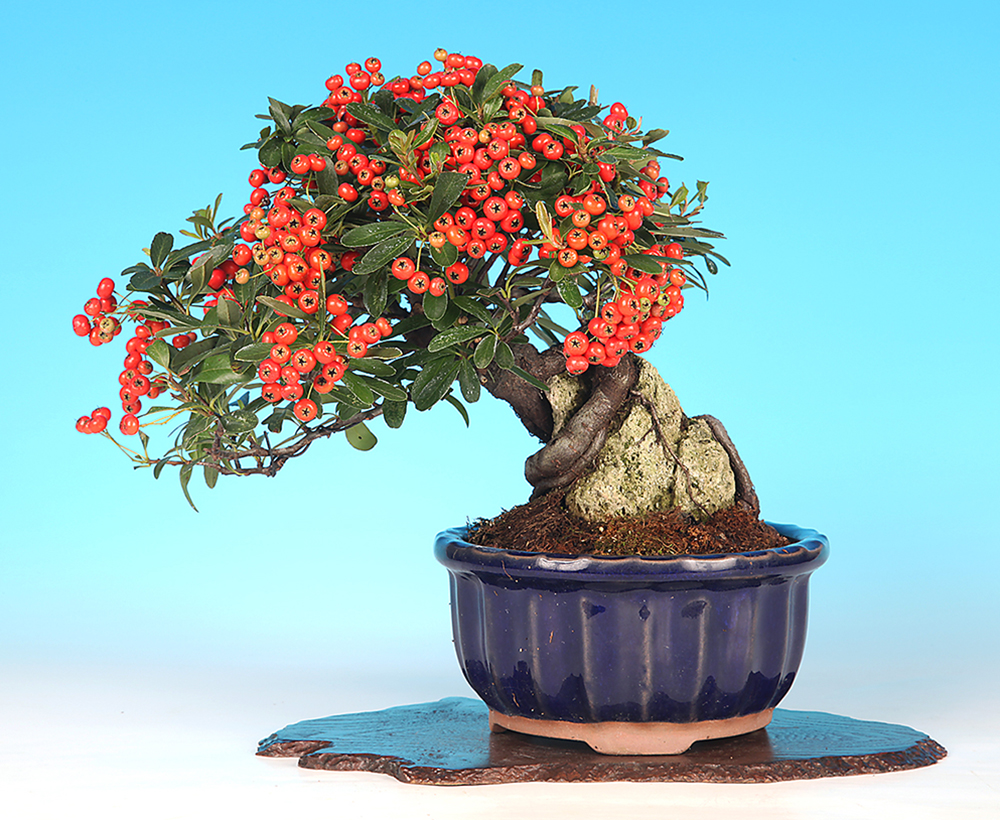 ピラカンサ（石付）