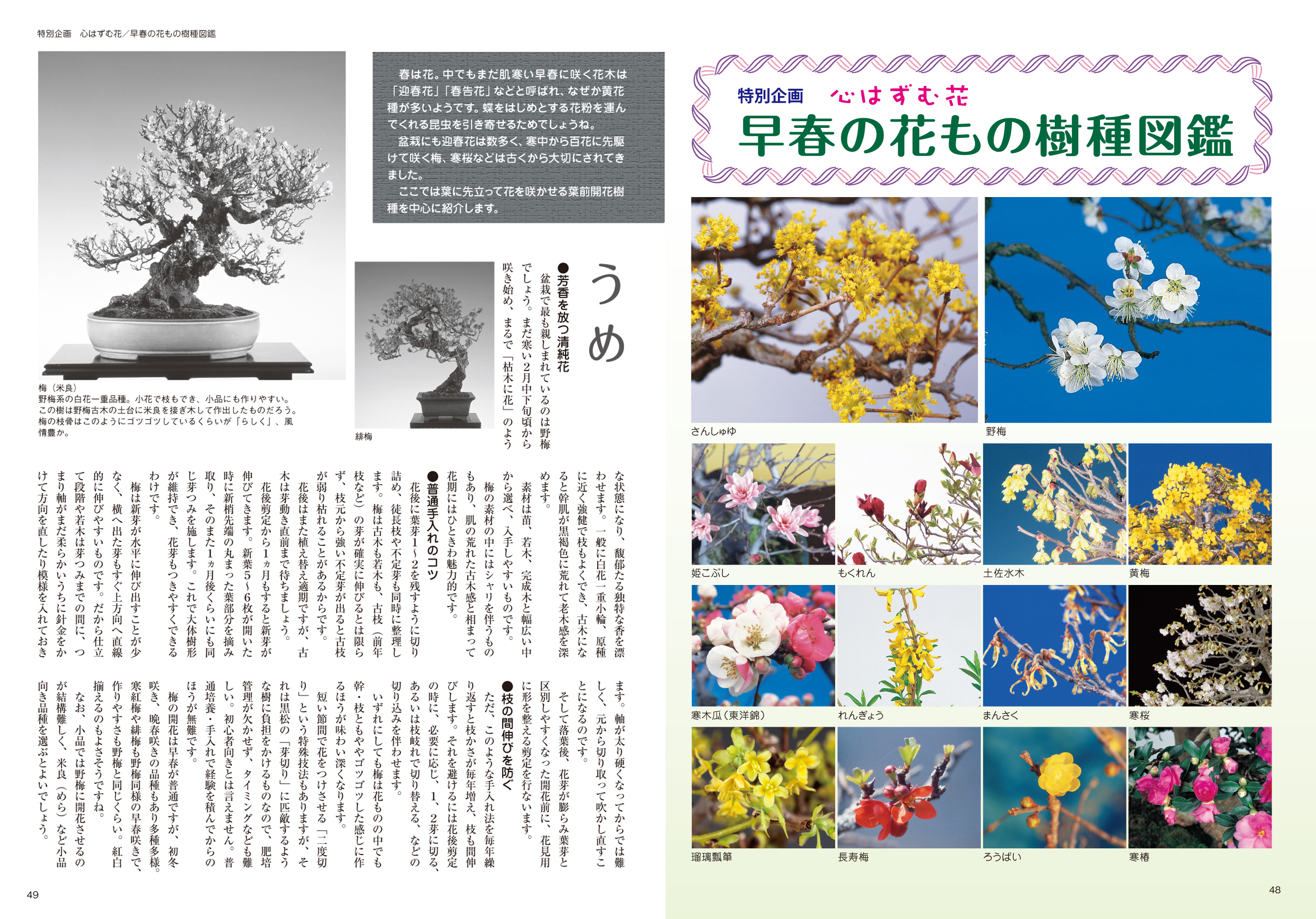 月刊 近代盆栽 年1月号 盆栽 盆栽書籍 盆栽鉢の通販 近代出版 月刊 近代盆栽 年1月号 盆栽 盆栽書籍 盆栽鉢の通販 近代出版