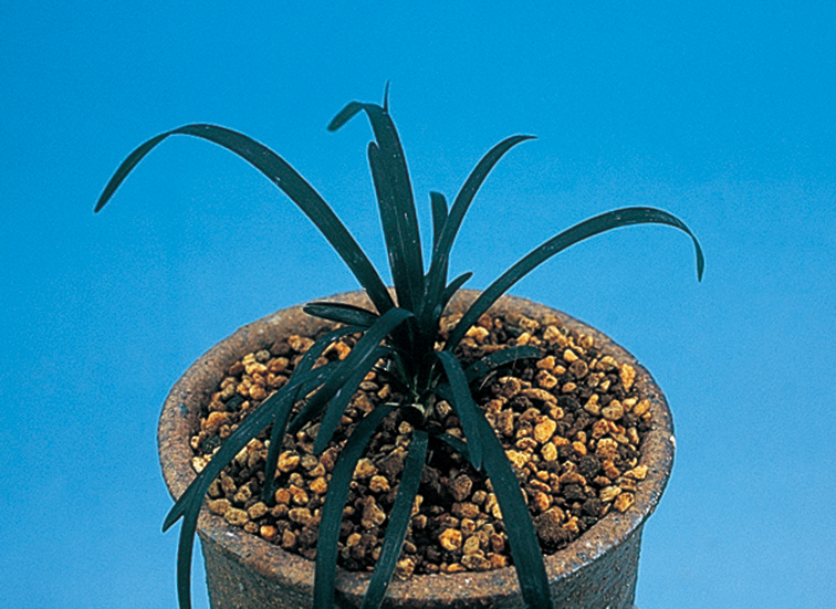 オオバジャノヒゲ「黒竜」