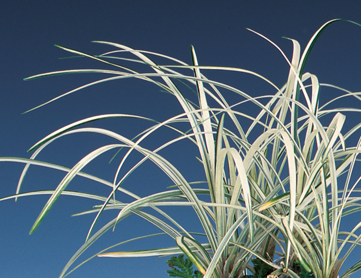 ジャノヒゲ「白竜」