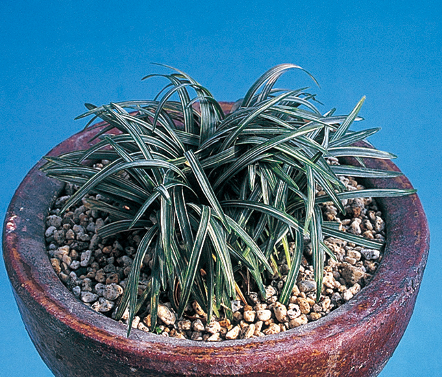 斑入タマリュウ「玉竜錦」