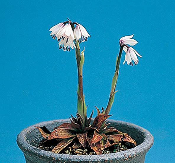 ツクシショウジョウバカマ