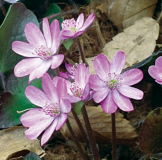 ミスミソウ桃花系