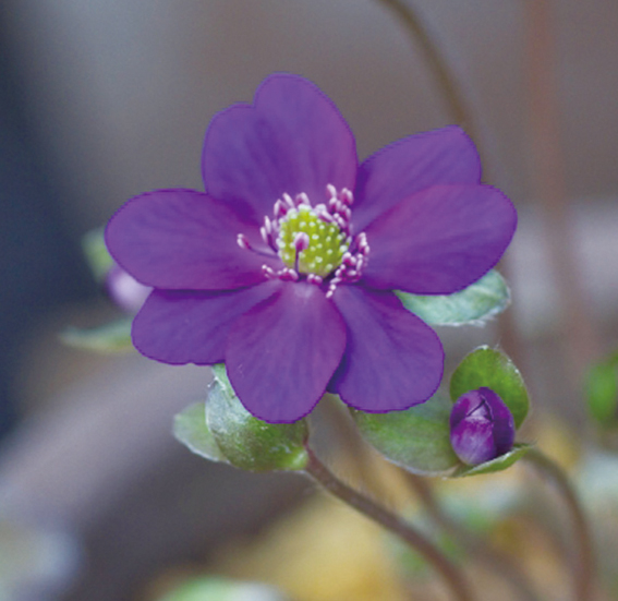 ミスミソウ紫系