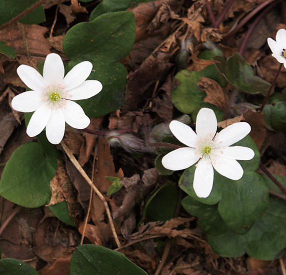 ミスミソウ白花系