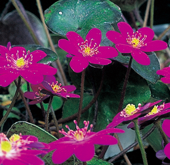 ミスミソウ赤系