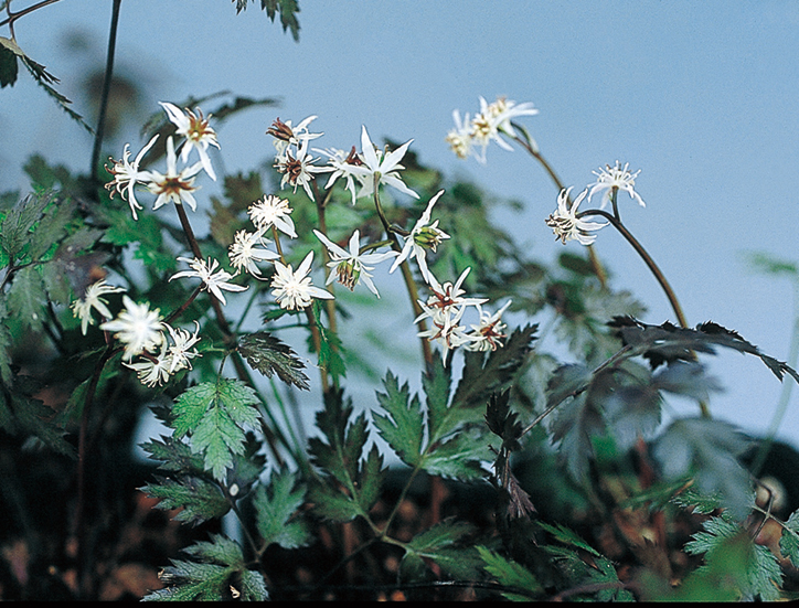 セリバオウレン