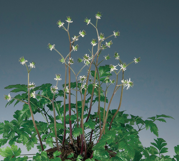 キクバオウレン