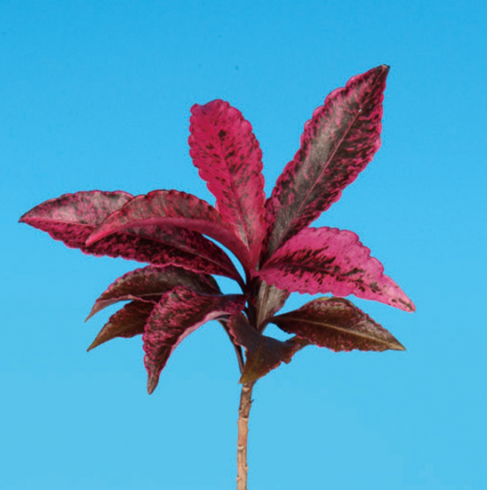 マンリョウ「紅孔雀」