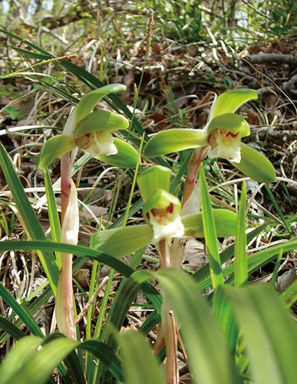 シュンラン（青森産小型種）