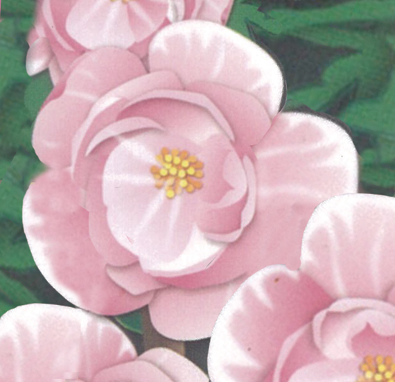 ボケ「芳寿の誉」