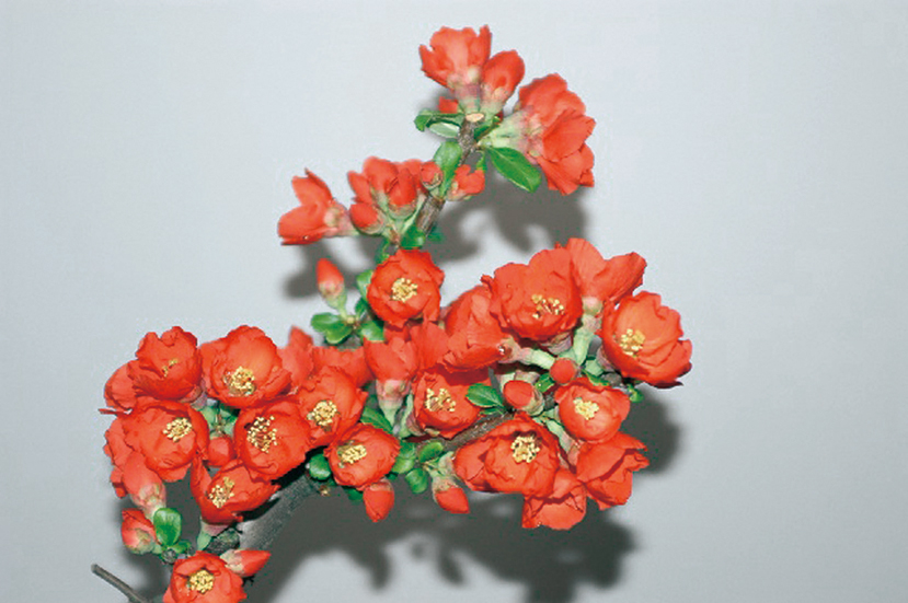 ボケ「あかね」